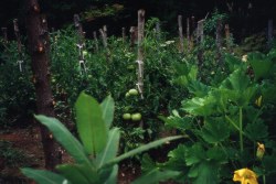 August garden