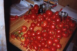 Tomato harvest